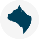 Pelacani - Resultados